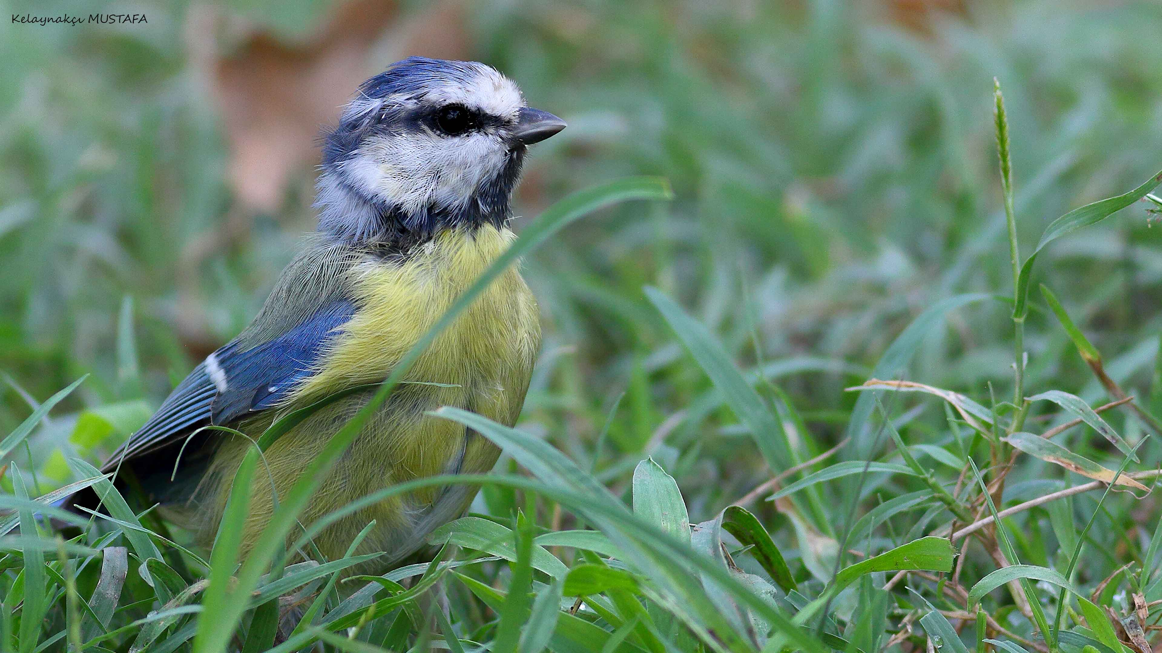 Eurasian Blue Tit